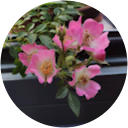 Pretty Gutierrez profile picture