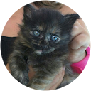 Servicios Veterinarios cynos profile picture