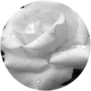 Rosa Moll profile picture