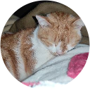 Susana Martín Vallet profile picture