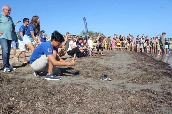 ejemplares de tortuga boba nacidos en Dénia el año pasado vuelven al mar