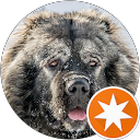 Dinko Borisov profile picture